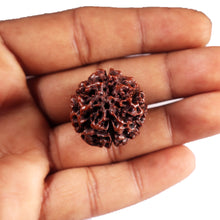 Load image into Gallery viewer, 6 Mukhi Hybrid Rudraksha - Bead No. 68
