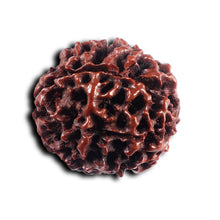Load image into Gallery viewer, 6 Mukhi Hybrid Rudraksha - Bead No. 68