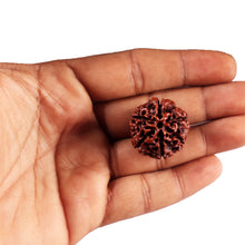 Load image into Gallery viewer, 6 Mukhi Hybrid Rudraksha - Bead No. 69