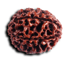 Load image into Gallery viewer, 6 Mukhi Hybrid Rudraksha - Bead No. 69