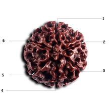 Load image into Gallery viewer, 6 Mukhi Hybrid Rudraksha - Bead No. 70