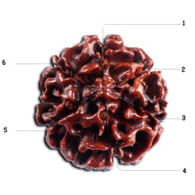Load image into Gallery viewer, 6 Mukhi Hybrid Rudraksha - Bead No. 71