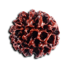 Load image into Gallery viewer, 6 Mukhi Hybrid Rudraksha - Bead No. 71
