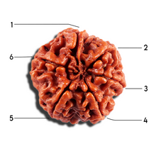 Load image into Gallery viewer, 6 Mukhi Rudraksha from Nepal - Bead No 490