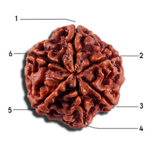 Load image into Gallery viewer, 6 Mukhi Rudraksha from Nepal - Bead No 494