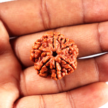 Load image into Gallery viewer, 6 Mukhi Rudraksha from Nepal - Bead No 492