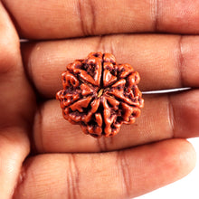 Load image into Gallery viewer, 6 Mukhi Rudraksha from Nepal - Bead No 495