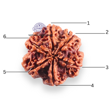 Load image into Gallery viewer, 6 Mukhi Rudraksha from Nepal - Bead No. 529