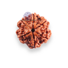 Load image into Gallery viewer, 6 Mukhi Rudraksha from Nepal - Bead No. 529