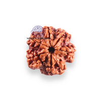 Load image into Gallery viewer, 6 Mukhi Rudraksha from Nepal - Bead No. 530