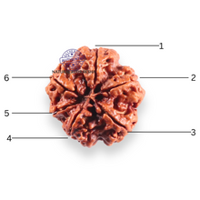 Load image into Gallery viewer, 6 Mukhi Rudraksha from Nepal - Bead No. 532