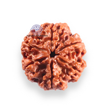 Load image into Gallery viewer, 6 Mukhi Rudraksha from Nepal - Bead No. 533