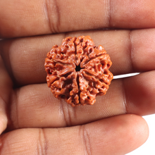 Load image into Gallery viewer, 6 Mukhi Rudraksha from Nepal - Bead No. 533