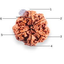 Load image into Gallery viewer, 6 Mukhi Rudraksha from Nepal - Bead No. 534