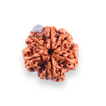 Load image into Gallery viewer, 6 Mukhi Rudraksha from Nepal - Bead No. 534