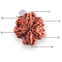 Load image into Gallery viewer, 6 Mukhi Rudraksha from Nepal - Bead No 536