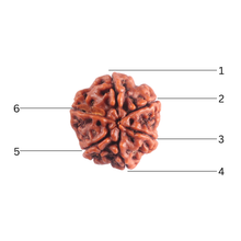 Load image into Gallery viewer, 6 Mukhi Rudraksha from Nepal - Bead No. 540