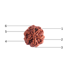 Load image into Gallery viewer, 6 Mukhi Rudraksha from Nepal - Bead No 545