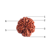 Load image into Gallery viewer, 6 Mukhi Rudraksha from Nepal - Bead No. 551