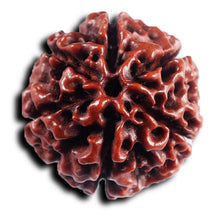 Load image into Gallery viewer, 6 Mukhi Hybrid Rudraksha - Bead No. 69