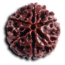 Load image into Gallery viewer, 6 Mukhi Hybrid Rudraksha - Bead No. 70