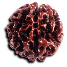 Load image into Gallery viewer, 6 Mukhi Hybrid Rudraksha - Bead No. 71