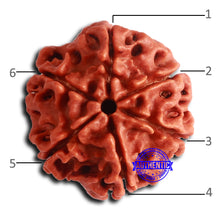 Load image into Gallery viewer, 6 Mukhi Rudraksha from Nepal - Bead No. 472