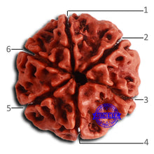 Load image into Gallery viewer, 6 Mukhi Rudraksha from Nepal - Bead No. 473