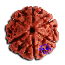 Load image into Gallery viewer, 6 Mukhi Rudraksha from Nepal - Bead No. 473