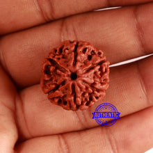 Load image into Gallery viewer, 6 Mukhi Rudraksha from Nepal - Bead No. 473