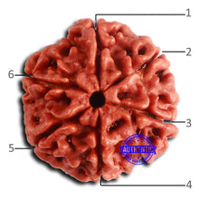 Load image into Gallery viewer, 6 Mukhi Rudraksha from Nepal - Bead No. 474