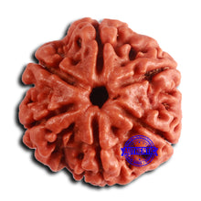 Load image into Gallery viewer, 6 Mukhi Rudraksha from Nepal - Bead No. 474