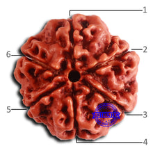 Load image into Gallery viewer, 6 Mukhi Rudraksha from Nepal - Bead No. 475