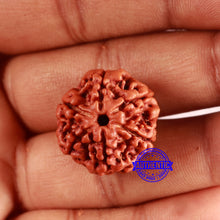 Load image into Gallery viewer, 6 Mukhi Rudraksha from Nepal - Bead No. 475