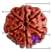 Load image into Gallery viewer, 6 Mukhi Rudraksha from Nepal - Bead No. 476