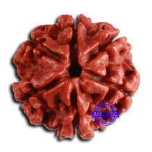 Load image into Gallery viewer, 6 Mukhi Rudraksha from Nepal - Bead No. 476