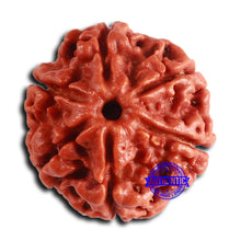 Load image into Gallery viewer, 6 Mukhi Rudraksha from Nepal - Bead No. 478