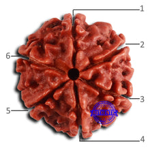 Load image into Gallery viewer, 6 Mukhi Rudraksha from Nepal - Bead No. 479