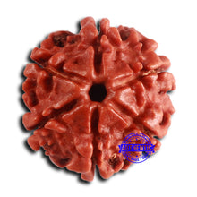 Load image into Gallery viewer, 6 Mukhi Rudraksha from Nepal - Bead No. 479