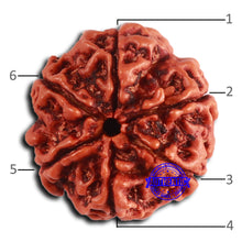 Load image into Gallery viewer, 6 Mukhi Rudraksha from Nepal - Bead No. 480