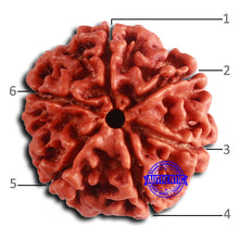 Load image into Gallery viewer, 6 Mukhi Rudraksha from Nepal - Bead No. 481