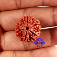 Load image into Gallery viewer, 6 Mukhi Rudraksha from Nepal - Bead No. 481