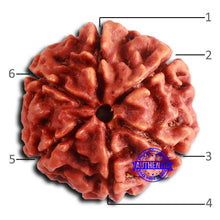 Load image into Gallery viewer, 6 Mukhi Rudraksha from Nepal - Bead No. 482