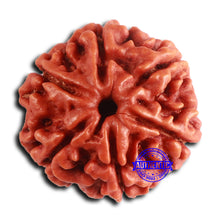 Load image into Gallery viewer, 6 Mukhi Rudraksha from Nepal - Bead No. 482