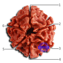 Load image into Gallery viewer, 6 Mukhi Rudraksha from Nepal - Bead No. 483