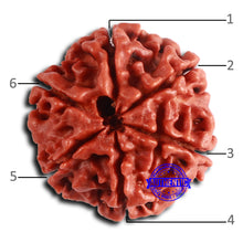 Load image into Gallery viewer, 6 Mukhi Rudraksha from Nepal - Bead No. 484