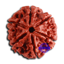 Load image into Gallery viewer, 6 Mukhi Rudraksha from Nepal - Bead No. 484