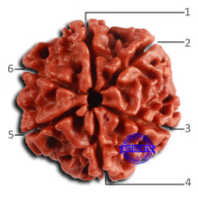 Load image into Gallery viewer, 6 Mukhi Rudraksha from Nepal - Bead No. 485