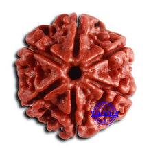 Load image into Gallery viewer, 6 Mukhi Rudraksha from Nepal - Bead No. 486