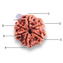 Load image into Gallery viewer, 6 Mukhi Rudraksha from Nepal - Bead No. 507